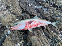 ブリの釣果