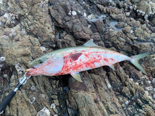 ブリの釣果