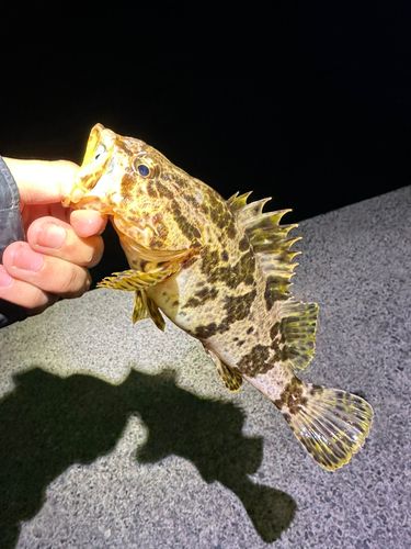 タケノコメバルの釣果