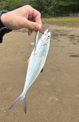 ミナミイケカツオの釣果