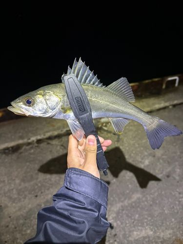 セイゴ（マルスズキ）の釣果