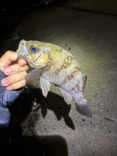 メバルの釣果