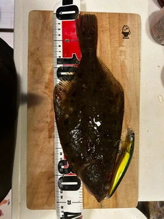 マガレイの釣果