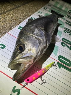 シーバスの釣果