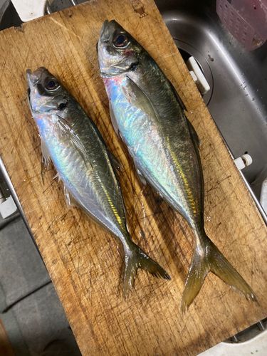 マアジの釣果
