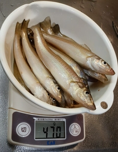キスの釣果