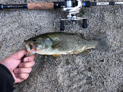 ラージマウスバスの釣果