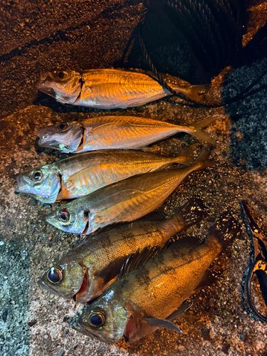 アジの釣果