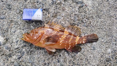 キジハタの釣果