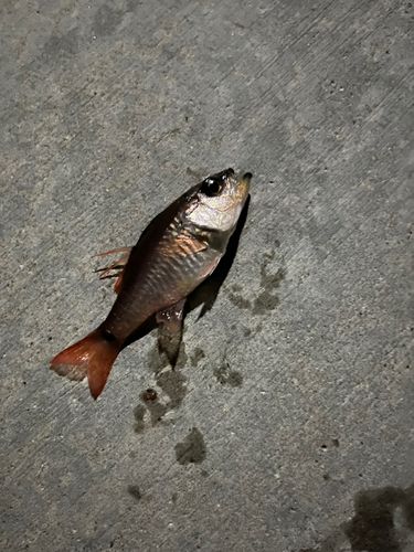 ネンブツダイの釣果