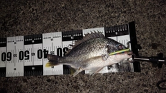 キビレの釣果
