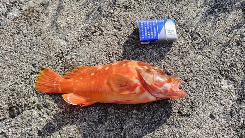 アカハタの釣果
