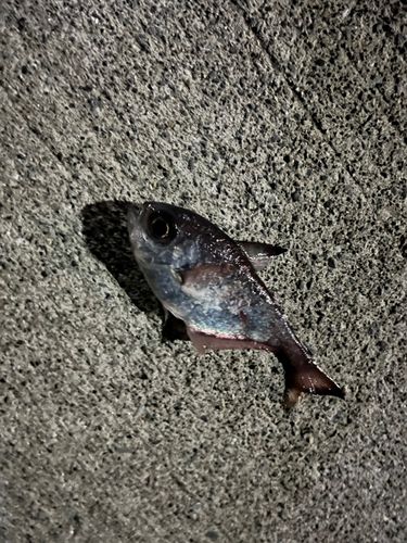 ハタンポの釣果