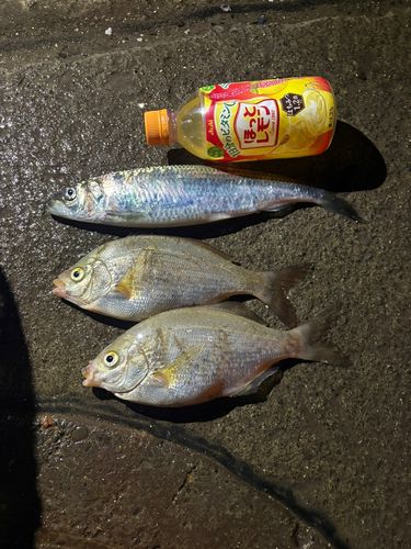 ニシンの釣果