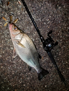 ヒラスズキの釣果
