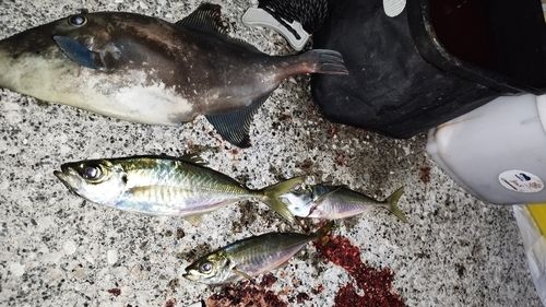 ウマヅラハギの釣果