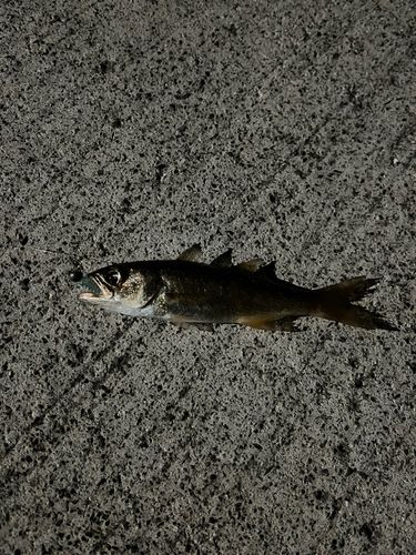 ムツの釣果