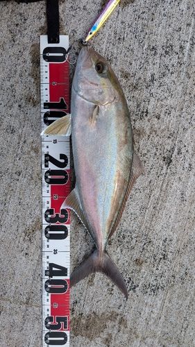 カンパチの釣果