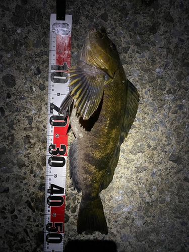 アイナメの釣果