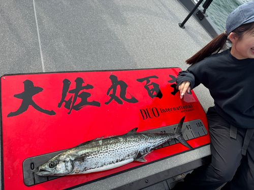 サワラの釣果