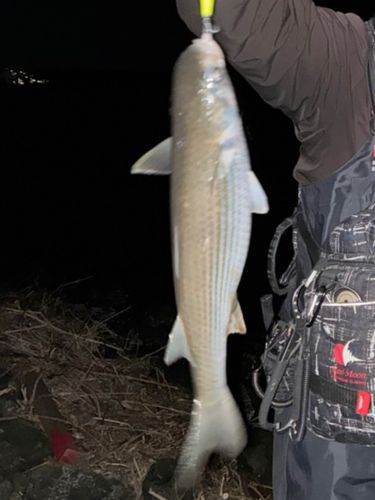 ボラの釣果