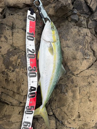 イナダの釣果