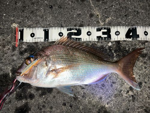 マダイの釣果