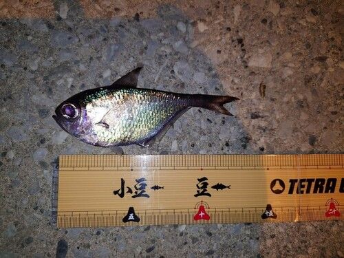 ハタンポの釣果