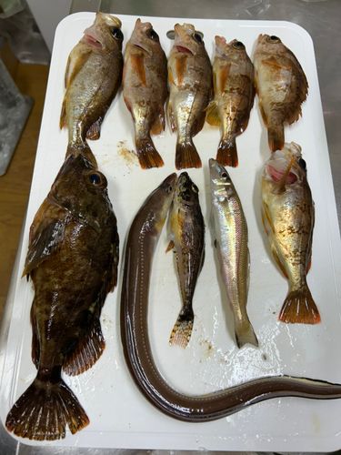 メバルの釣果