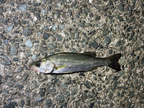 セイゴ（マルスズキ）の釣果