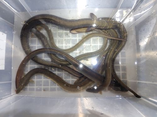 ニホンウナギの釣果