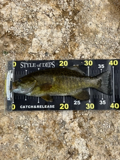 スモールマウスバスの釣果