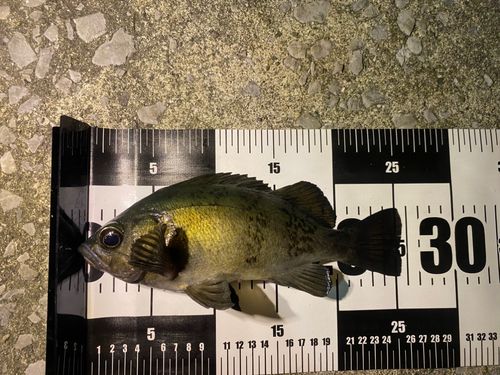 クロメバルの釣果