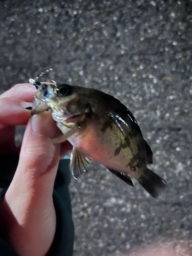 シロメバルの釣果