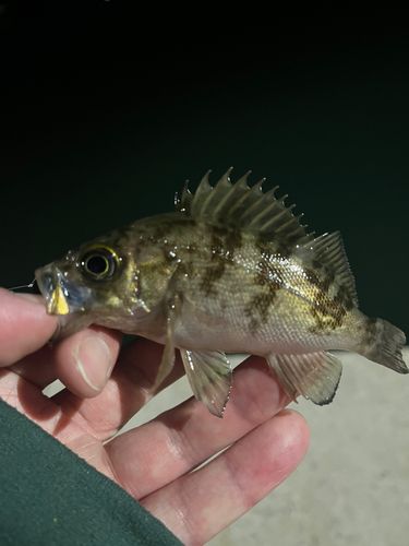シロメバルの釣果