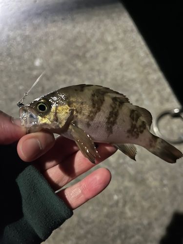 シロメバルの釣果