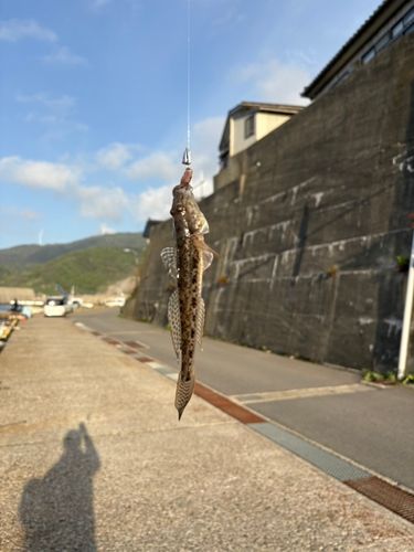 ハゼの釣果