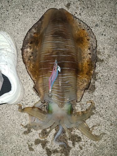 アオリイカの釣果