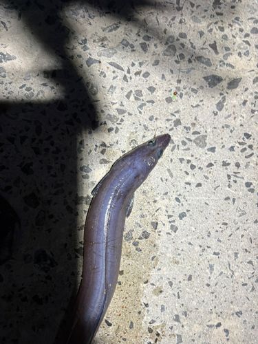 マアナゴの釣果