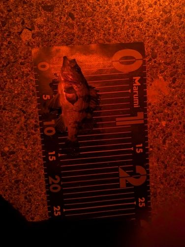 メバルの釣果