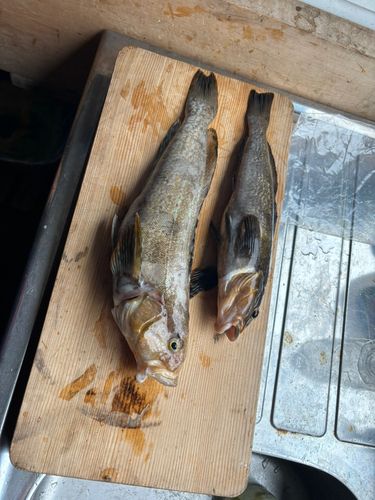 アイナメの釣果