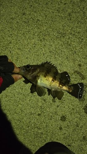 クロメバルの釣果