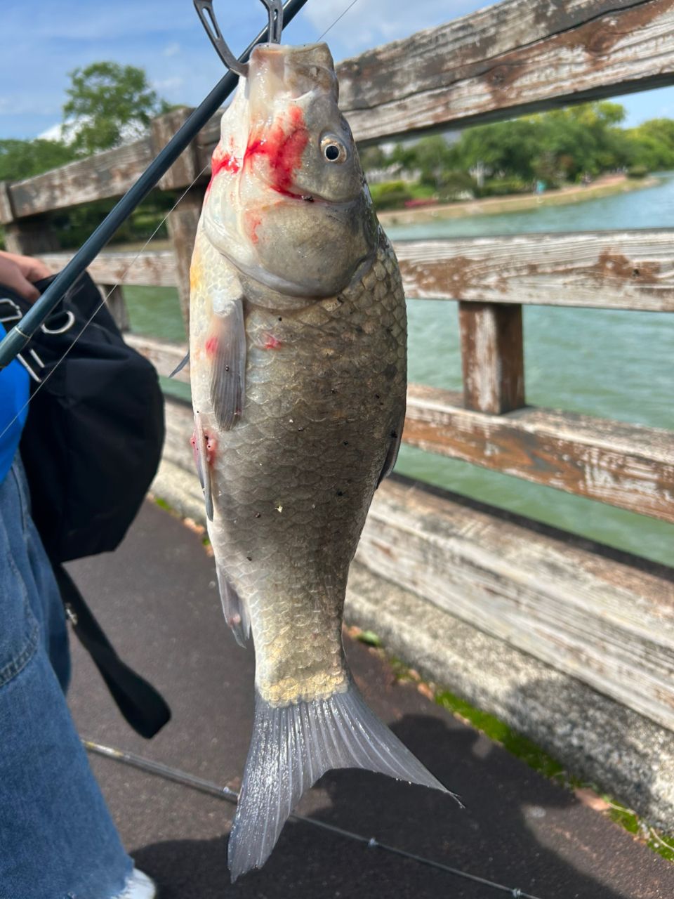 フナの釣果写真