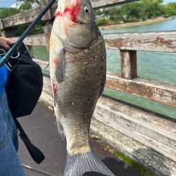 フナの釣果写真