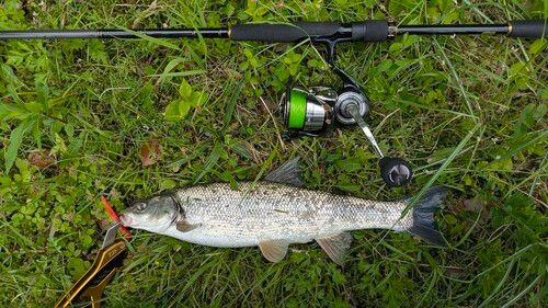 ウグイの釣果