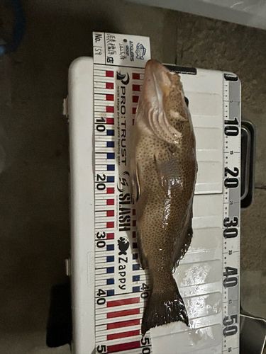 オオモンハタの釣果