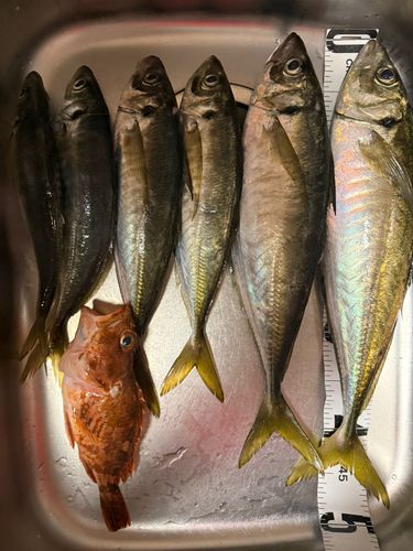 アジの釣果
