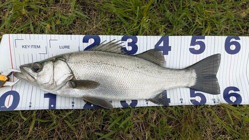 セイゴ（ヒラスズキ）の釣果