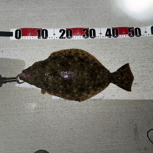 ヒラメの釣果