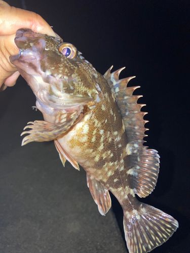 アラカブの釣果